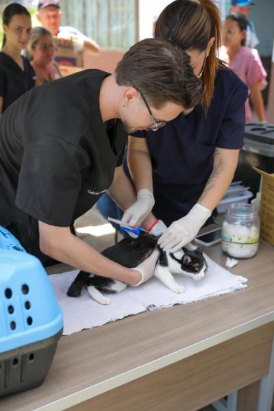 Campanha de Vacinação Gratuita de Gatos é sucesso em Laranjeiras do Sul